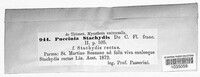 Puccinia stachydis image
